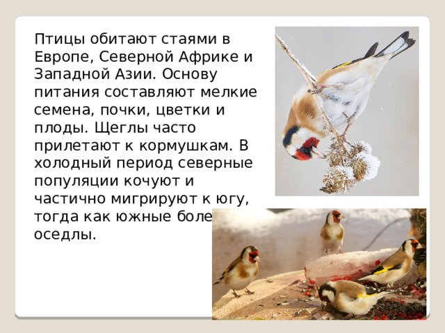 Птицы обитают стаями в Европе, Северной Африке и Западной Азии. Основу питания составляют мелкие семена, почки, цветки и плоды. Щеглы часто прилетают к кормушкам. В холодный период северные популяции кочуют и частично мигрируют к югу, тогда как южные более оседлы. 