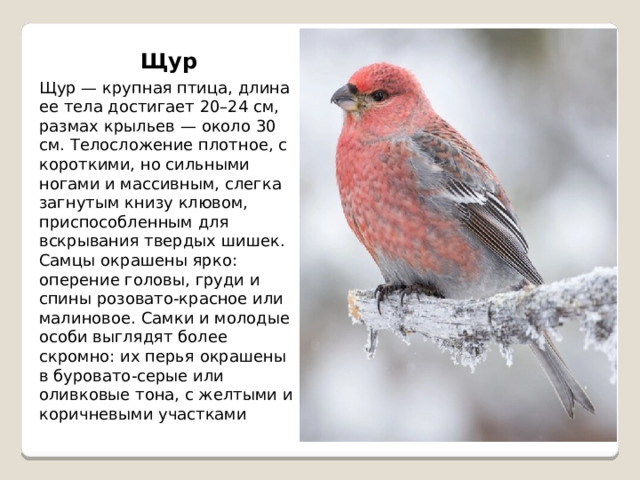 Щур Щур — крупная птица, длина ее тела достигает 20–24 см, размах крыльев — около 30 см. Телосложение плотное, с короткими, но сильными ногами и массивным, слегка загнутым книзу клювом, приспособленным для вскрывания твердых шишек. Самцы окрашены ярко: оперение головы, груди и спины розовато-красное или малиновое. Самки и молодые особи выглядят более скромно: их перья окрашены в буровато-серые или оливковые тона, с желтыми и коричневыми участками 