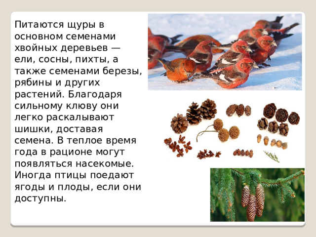 Питаются щуры в основном семенами хвойных деревьев — ели, сосны, пихты, а также семенами березы, рябины и других растений. Благодаря сильному клюву они легко раскалывают шишки, доставая семена. В теплое время года в рационе могут появляться насекомые. Иногда птицы поедают ягоды и плоды, если они доступны. 