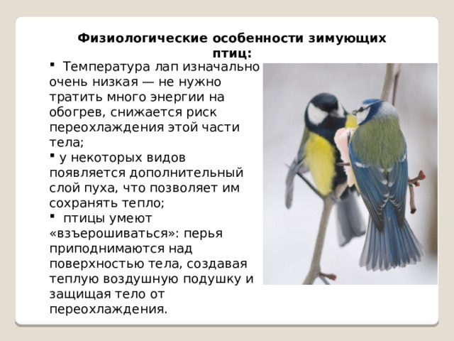 Физиологические особенности зимующих птиц:  Температура лап изначально очень низкая — не нужно тратить много энергии на обогрев, снижается риск переохлаждения этой части тела;  у некоторых видов появляется дополнительный слой пуха, что позволяет им сохранять тепло;  птицы умеют «взъерошиваться»: перья приподнимаются над поверхностью тела, создавая теплую воздушную подушку и защищая тело от переохлаждения. 