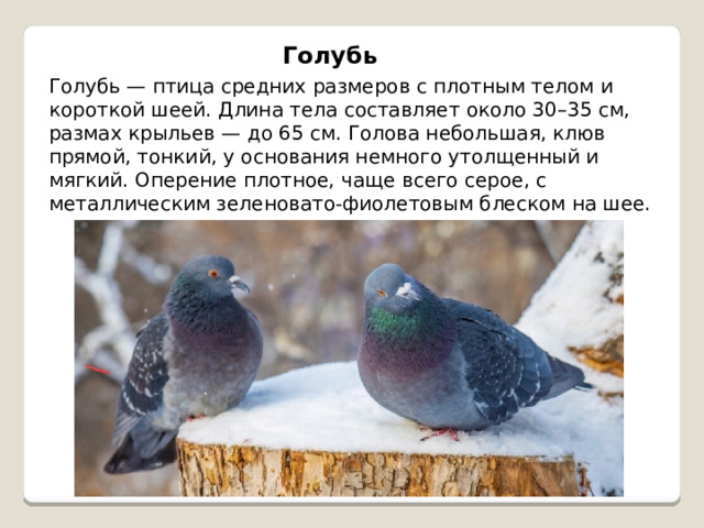 Голубь Голубь — птица средних размеров с плотным телом и короткой шеей. Длина тела составляет около 30–35 см, размах крыльев — до 65 см. Голова небольшая, клюв прямой, тонкий, у основания немного утолщенный и мягкий. Оперение плотное, чаще всего серое, с металлическим зеленовато-фиолетовым блеском на шее. 