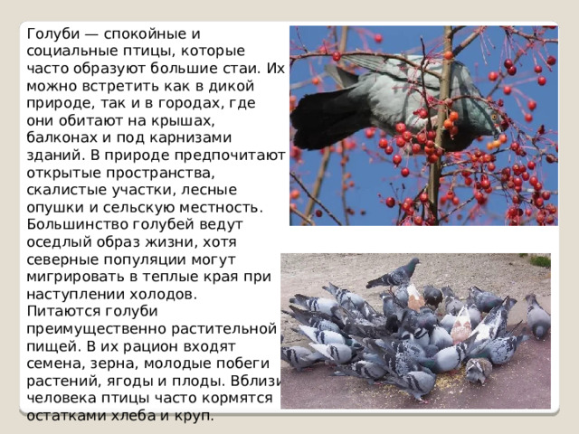Голуби — спокойные и социальные птицы, которые часто образуют большие стаи. Их можно встретить как в дикой природе, так и в городах, где они обитают на крышах, балконах и под карнизами зданий. В природе предпочитают открытые пространства, скалистые участки, лесные опушки и сельскую местность. Большинство голубей ведут оседлый образ жизни, хотя северные популяции могут мигрировать в теплые края при наступлении холодов. Питаются голуби преимущественно растительной пищей. В их рацион входят семена, зерна, молодые побеги растений, ягоды и плоды. Вблизи человека птицы часто кормятся остатками хлеба и круп. 