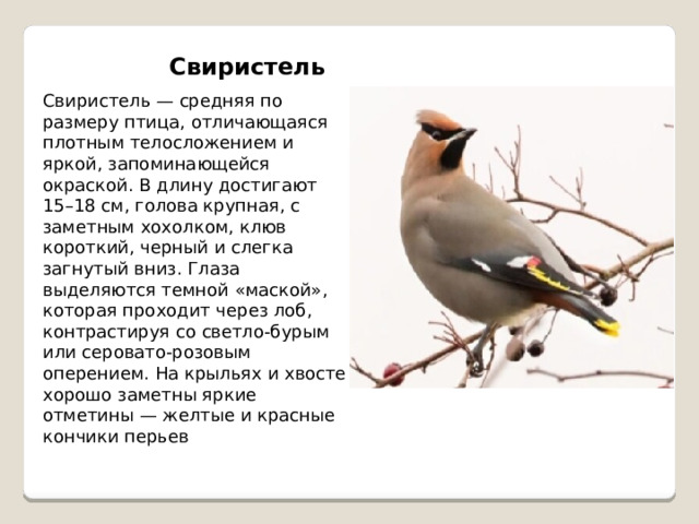 Свиристель Свиристель — средняя по размеру птица, отличающаяся плотным телосложением и яркой, запоминающейся окраской. В длину достигают 15–18 см, голова крупная, с заметным хохолком, клюв короткий, черный и слегка загнутый вниз. Глаза выделяются темной «маской», которая проходит через лоб, контрастируя со светло-бурым или серовато-розовым оперением. На крыльях и хвосте хорошо заметны яркие отметины — желтые и красные кончики перьев 