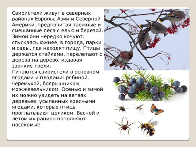 Свиристели живут в северных районах Европы, Азии и Северной Америки, предпочитая таежные и смешанные леса с елью и березой. Зимой они нередко кочуют, спускаясь южнее, в города, парки и сады, где находят пищу. Птицы держатся стайками, перелетают с дерева на дерево, издавая звонкие трели. Питаются свиристели в основном ягодами и плодами: рябиной, черемухой, боярышником, можжевельником. Осенью и зимой их можно увидеть на ветвях деревьев, усыпанных красными ягодами, которые птицы проглатывают целиком. Весной и летом их рацион пополняют насекомые. 
