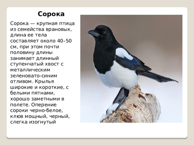 Сорока Сорока — крупная птица из семейства врановых, длина ее тела составляет около 40–50 см, при этом почти половину длины занимает длинный ступенчатый хвост с металлическим зеленовато-синим отливом. Крылья широкие и короткие, с белыми пятнами, хорошо заметными в полете. Оперение сороки черно-белое, клюв мощный, черный, слегка изогнутый 
