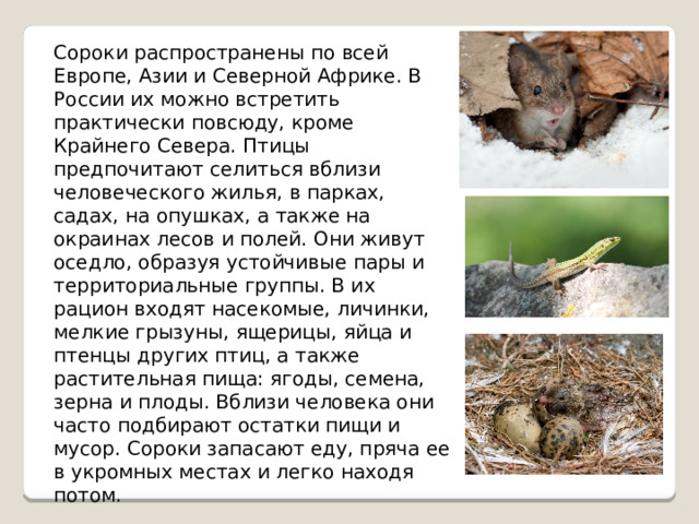 Сороки распространены по всей Европе, Азии и Северной Африке. В России их можно встретить практически повсюду, кроме Крайнего Севера. Птицы предпочитают селиться вблизи человеческого жилья, в парках, садах, на опушках, а также на окраинах лесов и полей. Они живут оседло, образуя устойчивые пары и территориальные группы. В их рацион входят насекомые, личинки, мелкие грызуны, ящерицы, яйца и птенцы других птиц, а также растительная пища: ягоды, семена, зерна и плоды. Вблизи человека они часто подбирают остатки пищи и мусор. Сороки запасают еду, пряча ее в укромных местах и легко находя потом. 