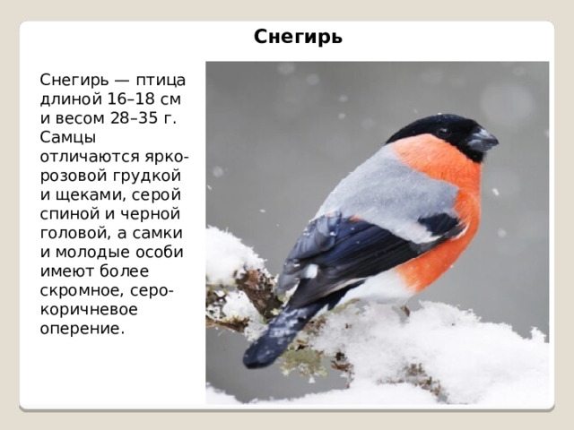 Снегирь Снегирь — птица длиной 16–18 см и весом 28–35 г. Самцы отличаются ярко-розовой грудкой и щеками, серой спиной и черной головой, а самки и молодые особи имеют более скромное, серо-коричневое оперение. 