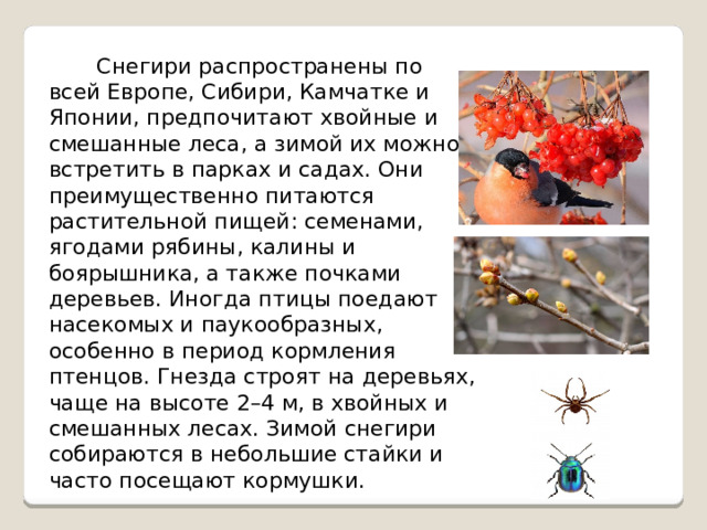  Снегири распространены по всей Европе, Сибири, Камчатке и Японии, предпочитают хвойные и смешанные леса, а зимой их можно встретить в парках и садах. Они преимущественно питаются растительной пищей: семенами, ягодами рябины, калины и боярышника, а также почками деревьев. Иногда птицы поедают насекомых и паукообразных, особенно в период кормления птенцов. Гнезда строят на деревьях, чаще на высоте 2–4 м, в хвойных и смешанных лесах. Зимой снегири собираются в небольшие стайки и часто посещают кормушки. 
