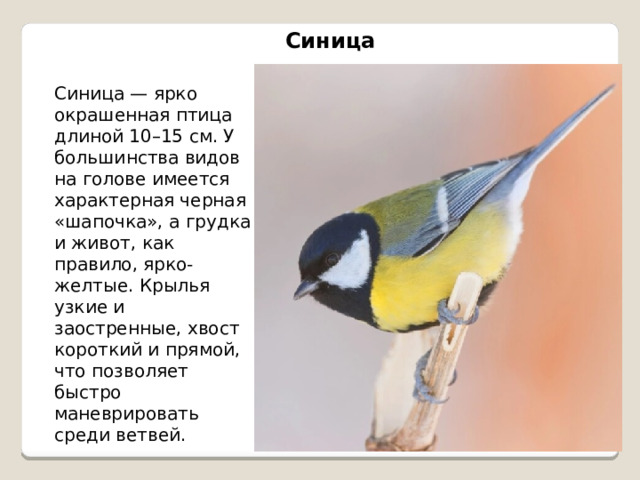 Синица Синица — ярко окрашенная птица длиной 10–15 см. У большинства видов на голове имеется характерная черная «шапочка», а грудка и живот, как правило, ярко-желтые. Крылья узкие и заостренные, хвост короткий и прямой, что позволяет быстро маневрировать среди ветвей. 
