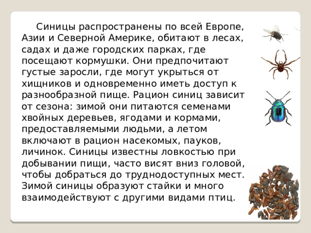  Синицы распространены по всей Европе, Азии и Северной Америке, обитают в лесах, садах и даже городских парках, где посещают кормушки. Они предпочитают густые заросли, где могут укрыться от хищников и одновременно иметь доступ к разнообразной пище. Рацион синиц зависит от сезона: зимой они питаются семенами хвойных деревьев, ягодами и кормами, предоставляемыми людьми, а летом включают в рацион насекомых, пауков, личинок. Синицы известны ловкостью при добывании пищи, часто висят вниз головой, чтобы добраться до труднодоступных мест. Зимой синицы образуют стайки и много взаимодействуют с другими видами птиц. 