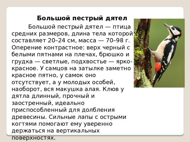 Большой пестрый дятел  Большой пестрый дятел — птица средних размеров, длина тела которой составляет 20–24 см, масса — 70–98 г. Оперение контрастное: верх черный с белыми пятнами на плечах, брюшко и грудка — светлые, подхвостье — ярко-красное. У самцов на затылке заметно красное пятно, у самок оно отсутствует, а у молодых особей, наоборот, вся макушка алая. Клюв у дятла длинный, прочный и заостренный, идеально приспособленный для долбления древесины. Сильные лапы с острыми когтями помогают ему уверенно держаться на вертикальных поверхностях. 