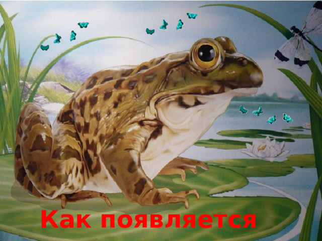 Как появляется лягушка 