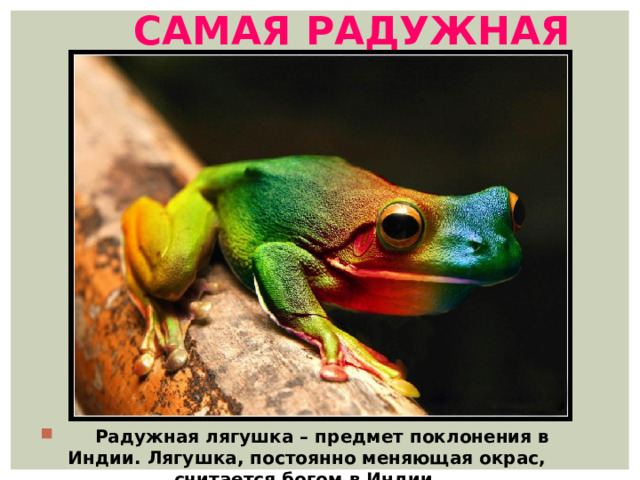 Самая радужная  Радужная лягушка – предмет поклонения в Индии. Лягушка, постоянно меняющая окрас, считается богом в Индии. 