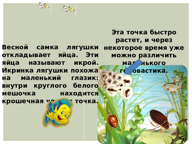 Эта точка быстро растет, и через некоторое время уже можно различить маленького головастика. Весной самка лягушки откладывает яйца. Эти яйца называют икрой. Икринка лягушки похожа на маленький глазик: внутри круглого белого мешочка находится крошечная черная точка. 