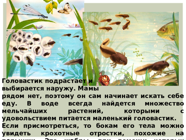Головастик подрастает и выбирается наружу. Мамы рядом нет, поэтому он сам начинает искать себе еду. В воде всегда найдется множество мельчайших растений, которыми с удовольствием питается маленький головастик. Если присмотреться, то бокам его тела можно увидеть крохотные отростки, похожие на перышки. Это жабры, при помощи которых головастик дышит в воде. 