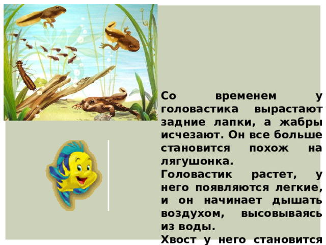 Со временем у головастика вырастают задние лапки, а жабры исчезают. Он все больше становится похож на лягушонка. Головастик растет, у него появляются легкие, и он начинает дышать воздухом, высовываясь из воды. Хвост у него становится все меньше, зато начинают расти передние лапки. 