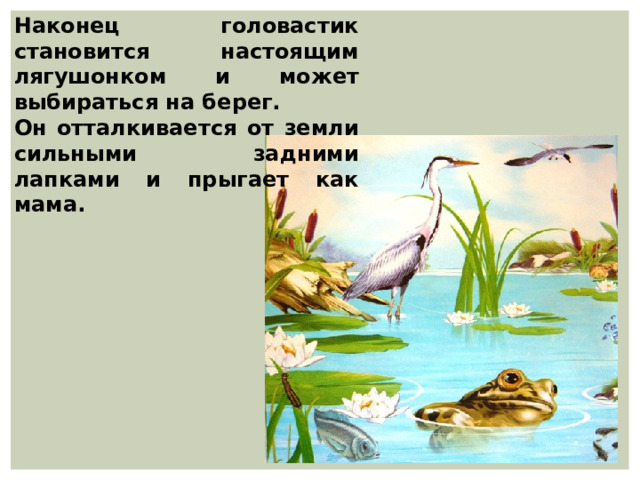Наконец головастик становится настоящим лягушонком и может выбираться на берег. Он отталкивается от земли сильными задними лапками и прыгает как мама. 