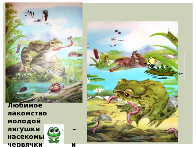 Любимое лакомство молодой лягушки – насекомые, червячки и улитки. 