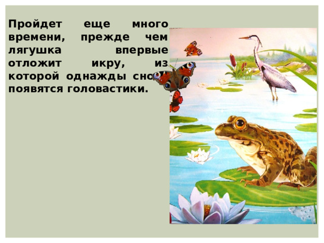 Пройдет еще много времени, прежде чем лягушка впервые отложит икру, из которой однажды снова появятся головастики. 