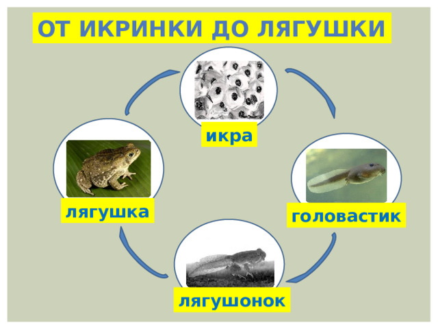 От икринки до лягушки икра лягушка головастик лягушонок 