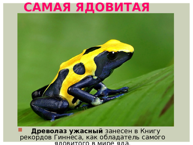 Самая ядовитая  Древолаз ужасный занесен в Книгу рекордов Гиннеса, как обладатель самого ядовитого в мире яда. 
