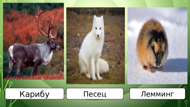 Карибу Песец Лемминг 