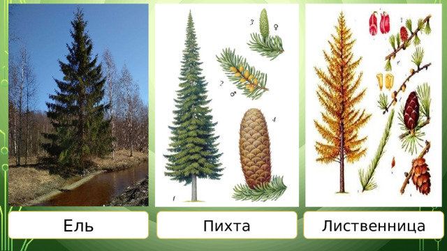 Ель Пихта Лиственница 