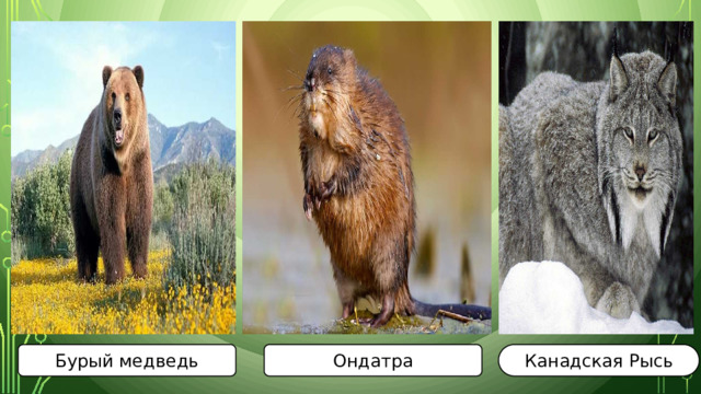 Бурый медведь Ондатра Канадская Рысь 