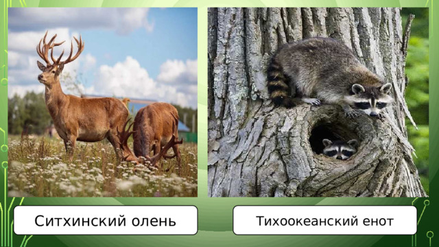 Ситхинский олень Тихоокеанский енот 