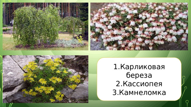 1.Карликовая береза 2.Кассиопея 3.Камнеломка 