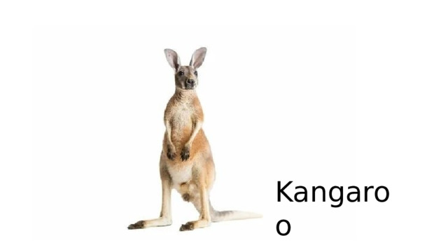 Kangaroo 