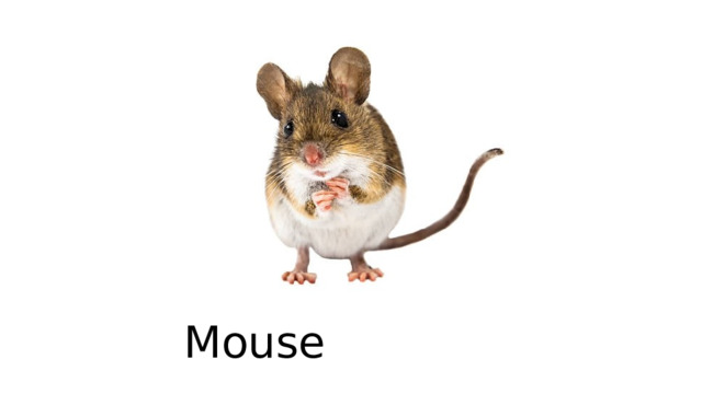 Mouse 