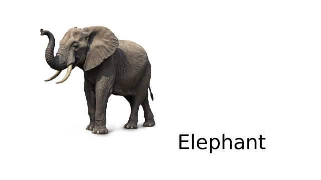 Elephant 