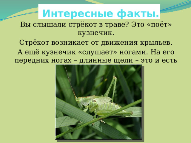  Интересные факты. Вы слышали стрёкот в траве? Это «поёт» кузнечик. Стрёкот возникает от движения крыльев. А ещё кузнечик «слушает» ногами. На его передних ногах – длинные щели – это и есть «уши». 