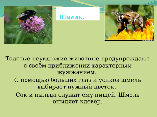  Шмель. Толстые неуклюжие животные предупреждают о своём приближении характерным жужжанием. С помощью больших глаз и усиков шмель выбирает нужный цветок. Сок и пыльца служат ему пищей. Шмель опыляет клевер. 