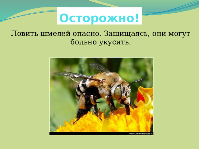 Осторожно! Ловить шмелей опасно. Защищаясь, они могут больно укусить. 