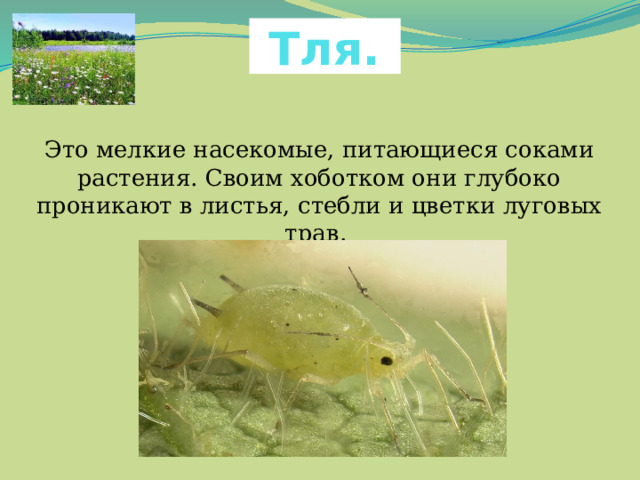 Тля. Это мелкие насекомые, питающиеся соками растения. Своим хоботком они глубоко проникают в листья, стебли и цветки луговых трав. 