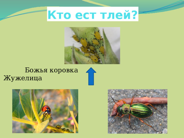 Кто ест тлей?  Божья коровка Жужелица 