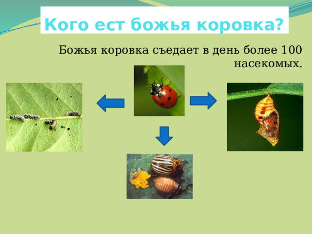 Кого ест божья коровка? Божья коровка съедает в день более 100 насекомых. яйцаВ го куколок 