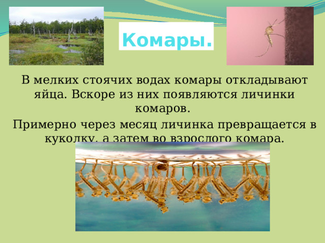 Комары . В мелких стоячих водах комары откладывают яйца. Вскоре из них появляются личинки комаров. Примерно через месяц личинка превращается в куколку, а затем во взрослого комара. 