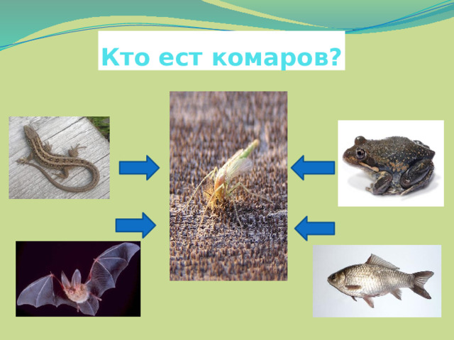 Кто ест комаров? 