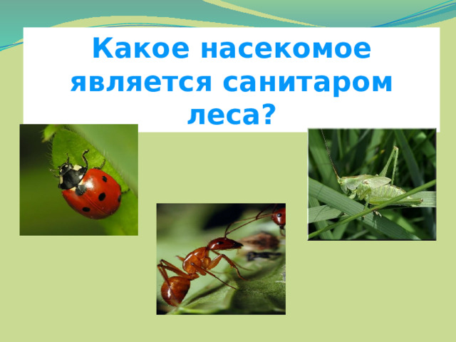 Какое насекомое является санитаром леса? 