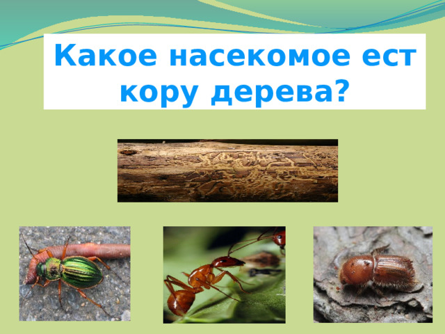 Какое насекомое ест кору дерева? 