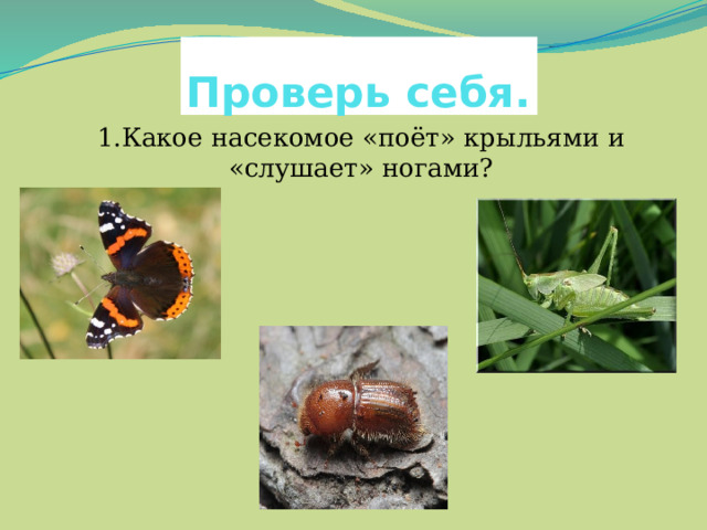 Проверь себя. 1.Какое насекомое «поёт» крыльями и «слушает» ногами? 