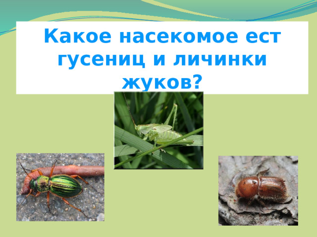 Какое насекомое ест гусениц и личинки жуков? 