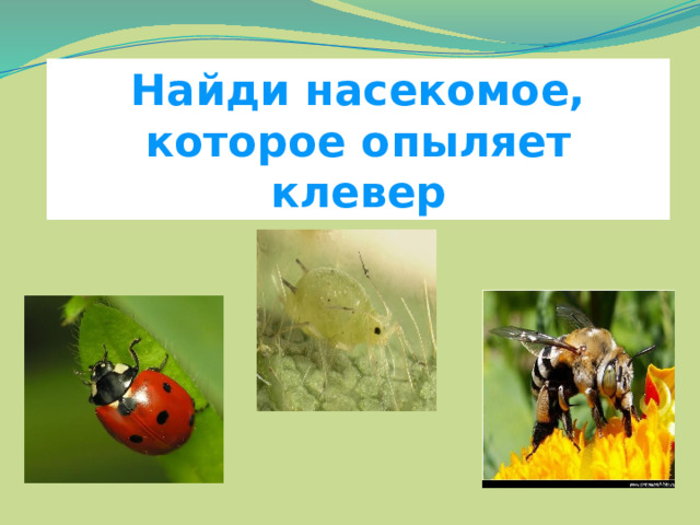 Найди насекомое, которое опыляет клевер 