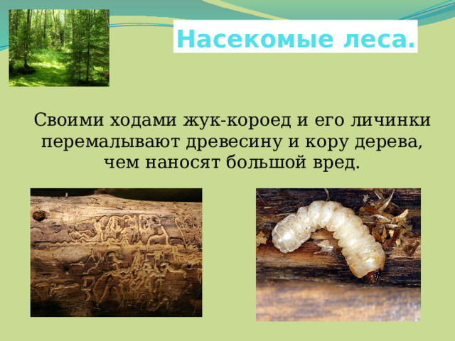 Насекомые леса.  Своими ходами жук-короед и его личинки перемалывают древесину и кору дерева, чем наносят большой вред. 