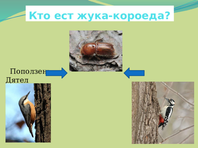 Кто ест жука-короеда?  Поползень Дятел 