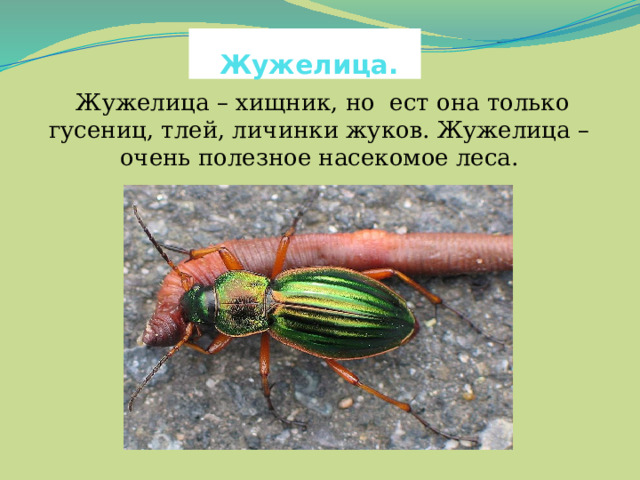  Жужелица.  Жужелица – хищник, но ест она только гусениц, тлей, личинки жуков. Жужелица – очень полезное насекомое леса. 