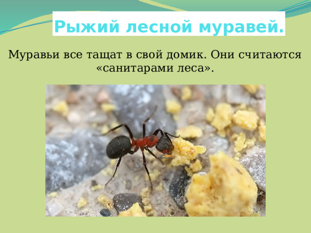 Рыжий лесной муравей. Муравьи все тащат в свой домик. Они считаются «санитарами леса». 
